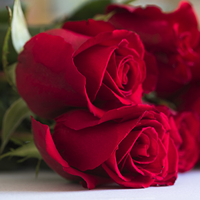 Red Rose Fragrance Oil