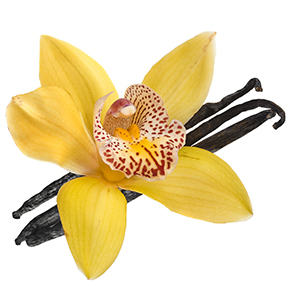 Vanilla Flower Henri Bendel Type Fragrance Oil