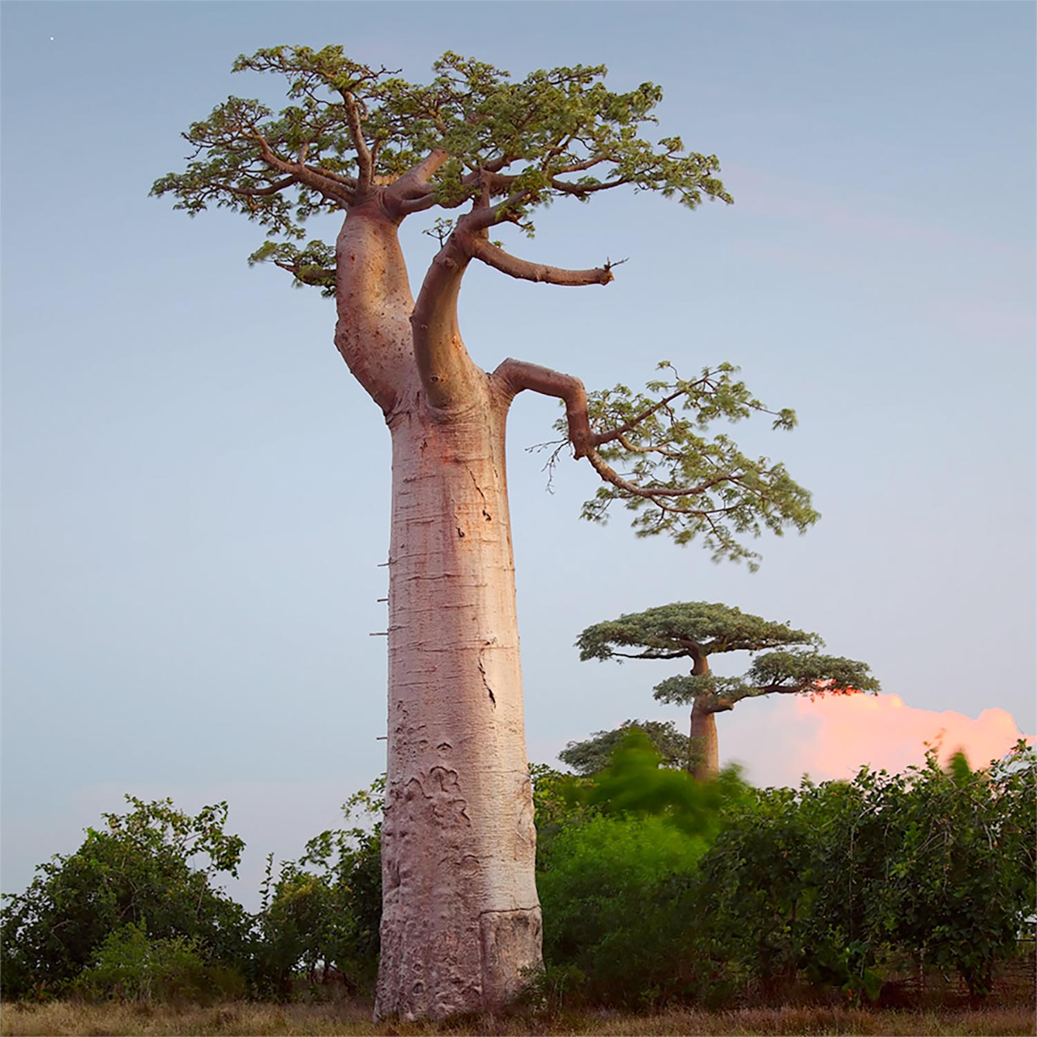 Organic Baobab Seed Oil