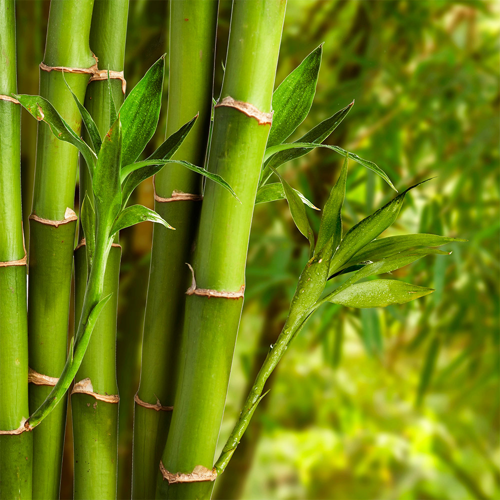 Bamboo Powder (Banslochan Powder)