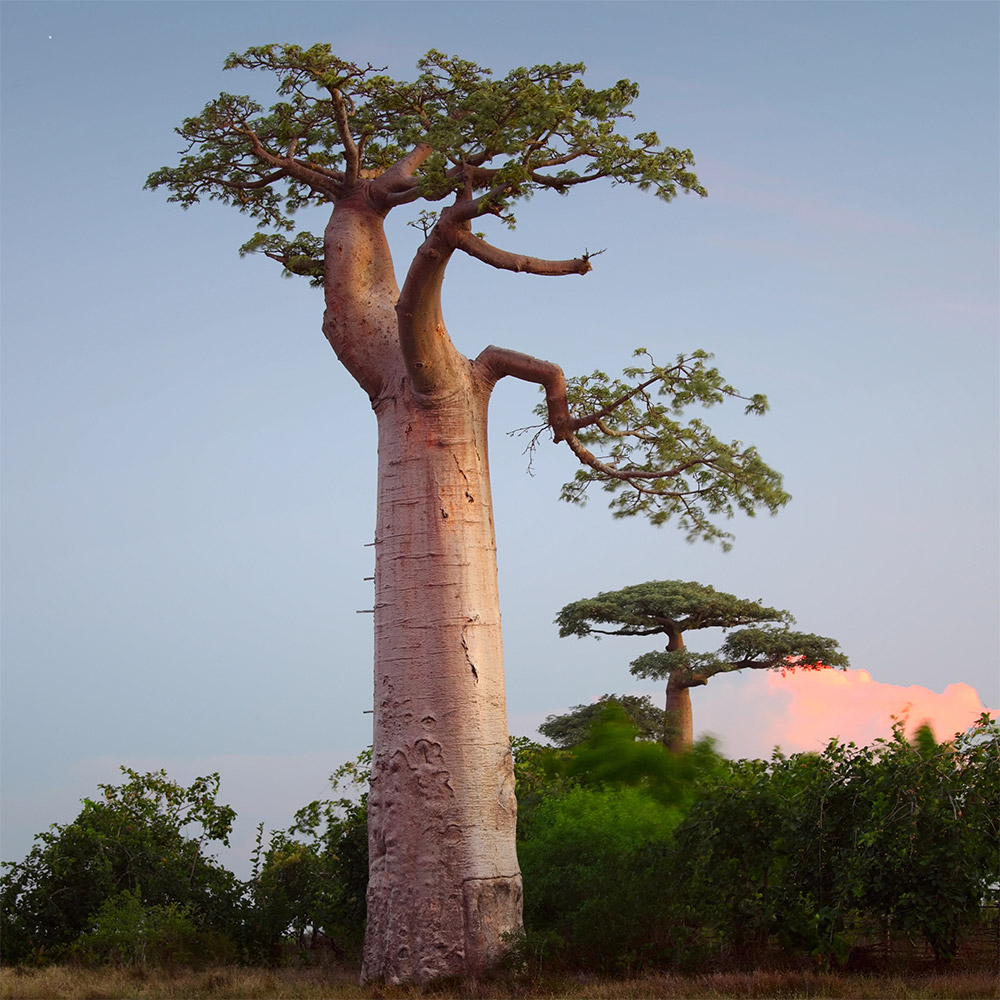 Organic Baobab Seed Oil